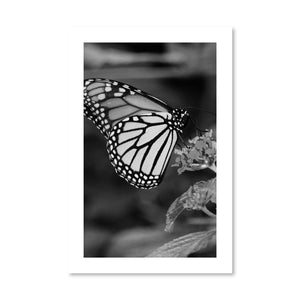 Butterfly Kisses Print Art Clock Canvas