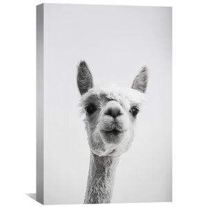 Lama Portrait Canvas Art Clock Canvas
