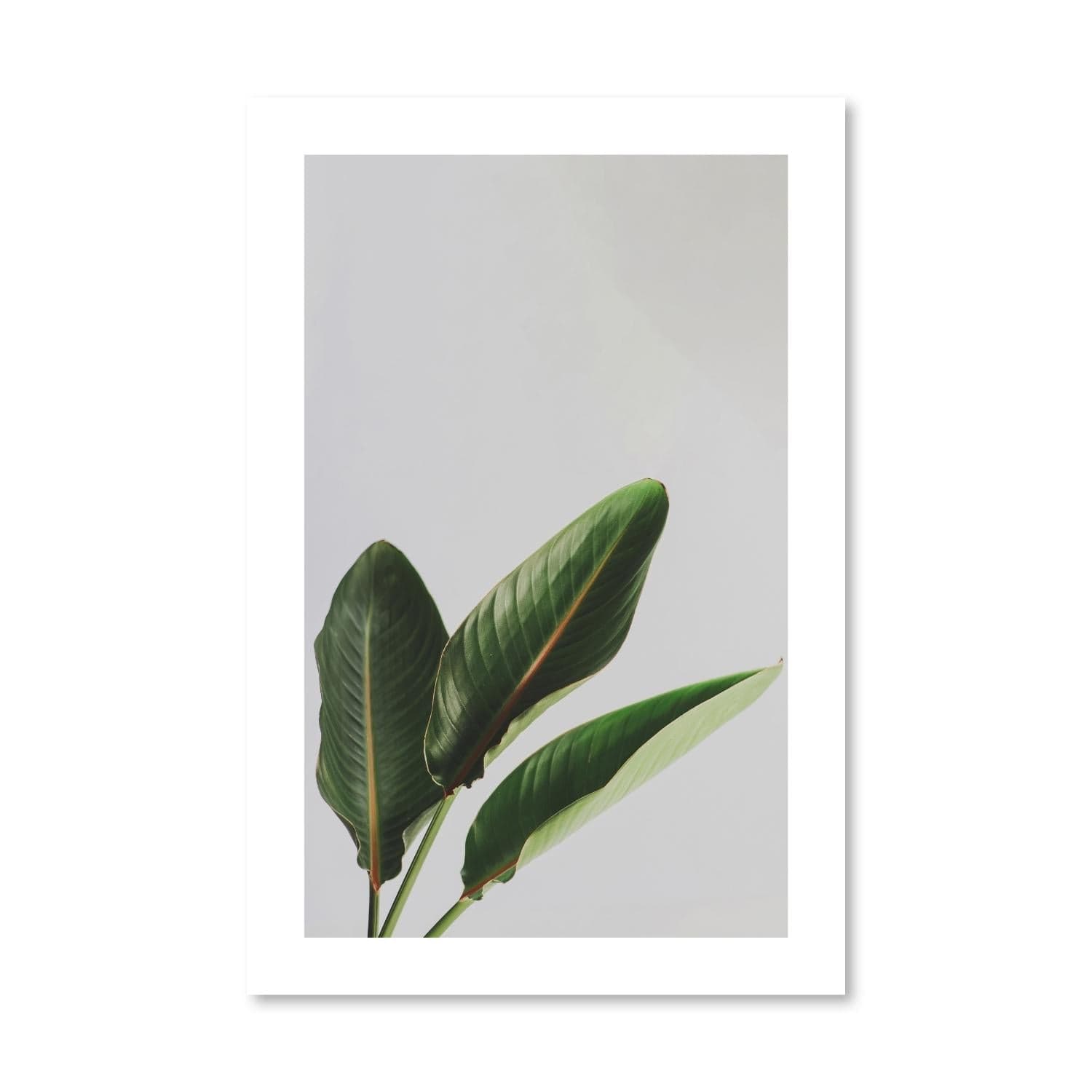 Banana Tree Print Art Clock Canvas