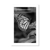 Butterfly Kisses Print Art Clock Canvas