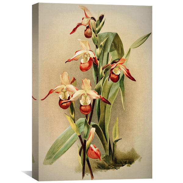 Cypripedium Orchid Canvas Art Clock Canvas