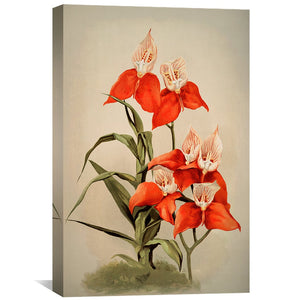 Disa Uniflora Orchid Canvas Art Clock Canvas