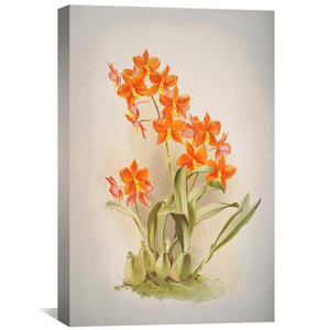 Epidendrum Orchid Canvas Art Clock Canvas