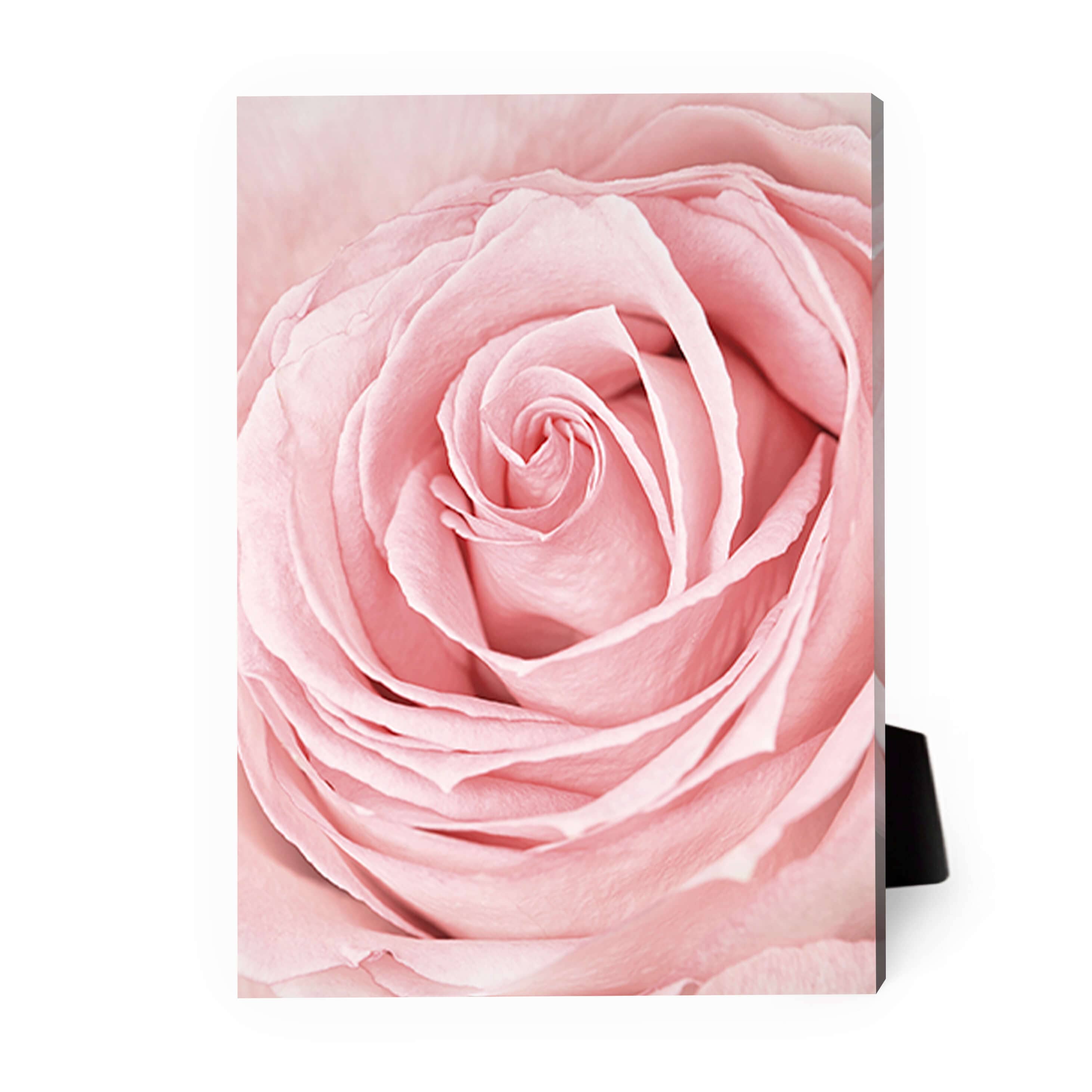 Pink Flower Desktop Canvas product thumbnail