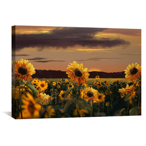 Sunflower Meadow Canvas Art 45 x 30cm / Unframed Canvas Print Clock Canvas