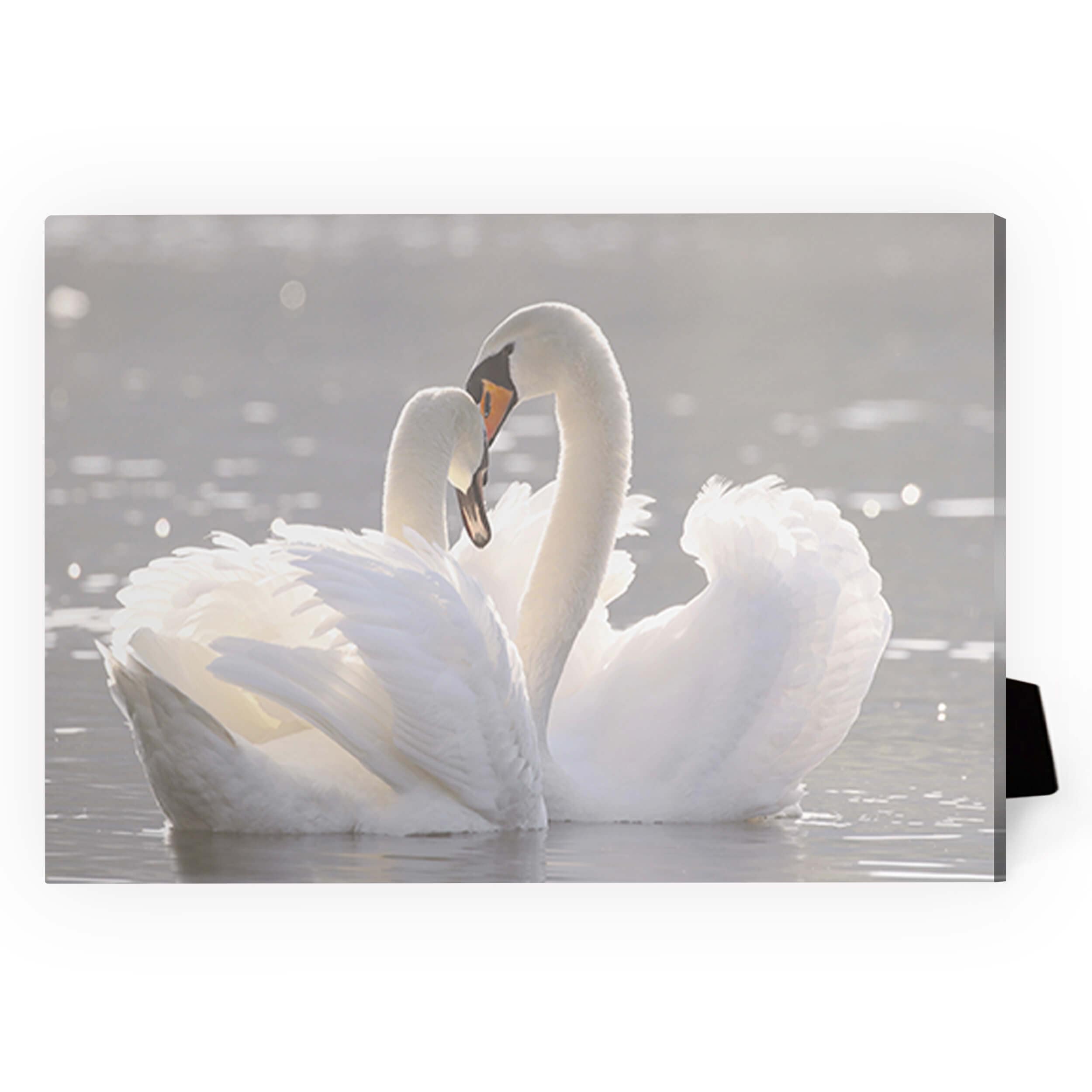 Swan Heart Desktop Canvas product thumbnail